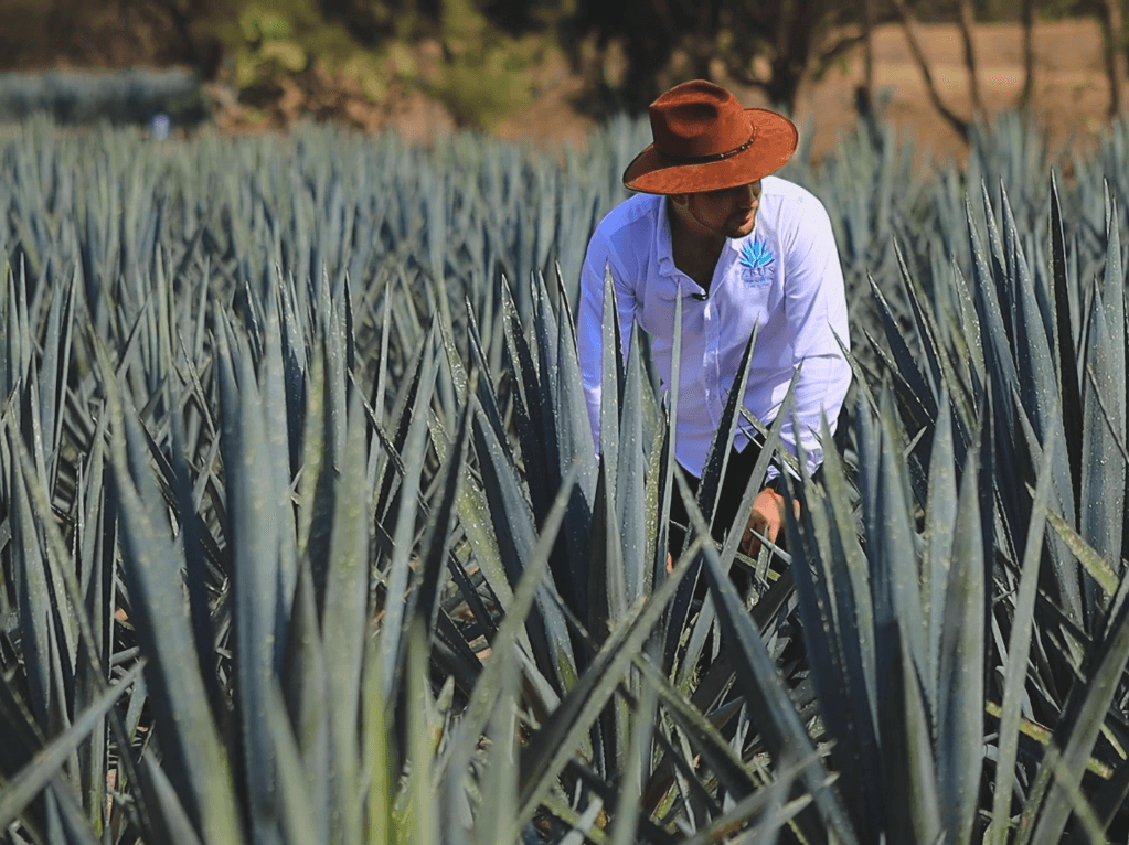 Plantaci贸n de agave en San Miguel el Alto
